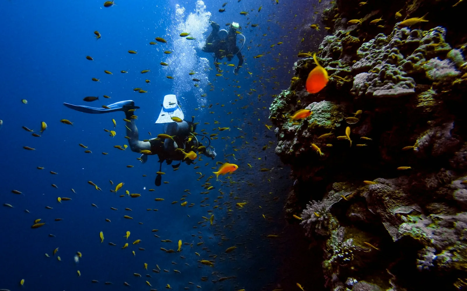 Snorkeller above a colourful shallow reef